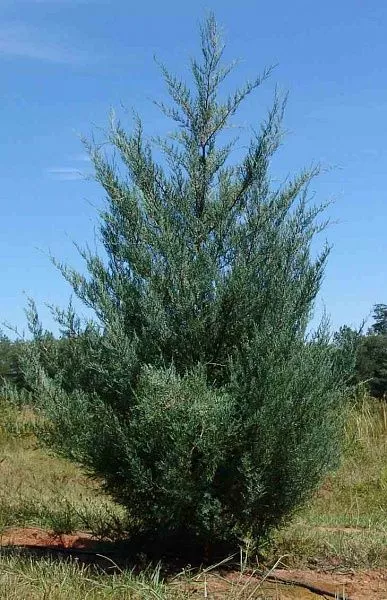 Можжевельник виргинский Burkii (Бурки)