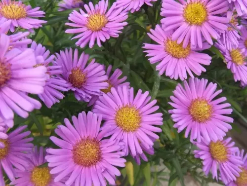 Астра альпийская "Pink" (Пинк)