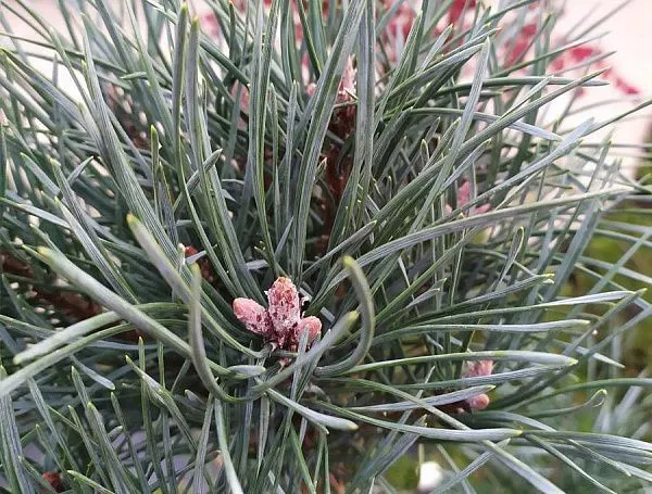 Сосна обыкновенная Glauca