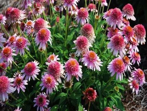 Эхинацея пурпурная "Butterfly Kisses" (Баттерфляй Киссес)
