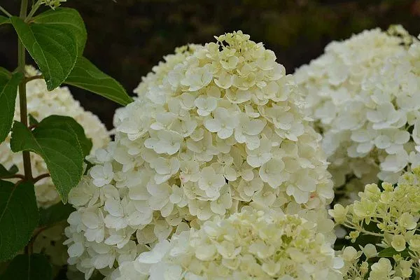 Гортензия метельчатая "Summer Snow" (Саммер Сноу)