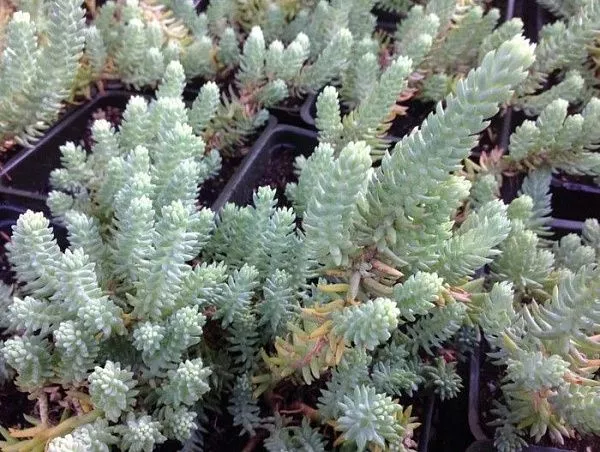 Очиток отогнутый "Blue Spruce" (Блю Спрус)