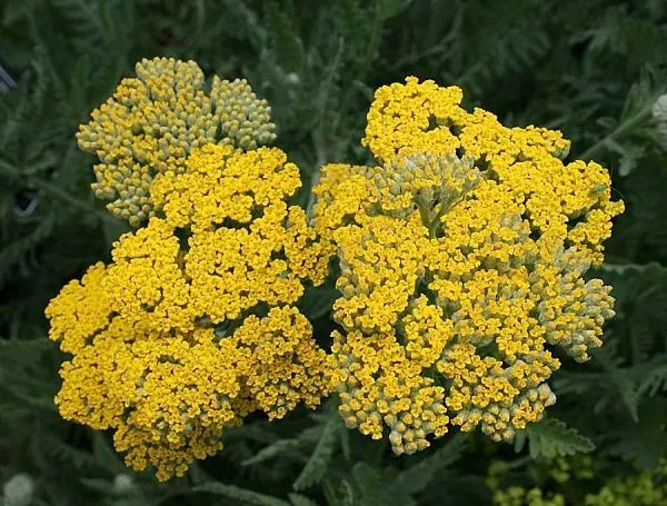 Тысячелистник обыкновенный "Coronation Gold" (Коронейшн Голд)