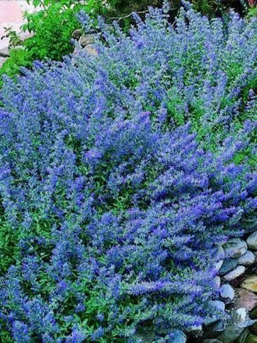Котовник Фассена "Light Blue" (Лайт Блю)