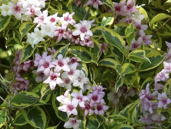 Вейгела цветущая "Nana Variegata" (Нана Вариегата)