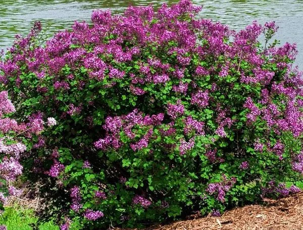Сирень бумеранг Dark Purple саженцы