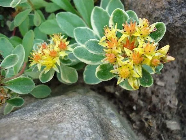 Очиток камчатский "Variegata" (Вариегата)