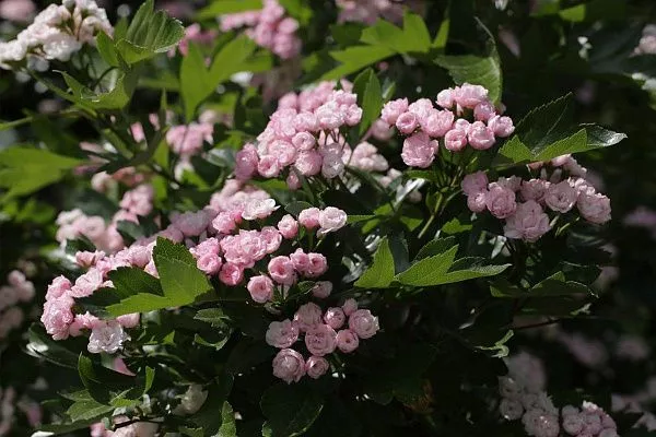 Боярышник морденский 'Toba' (Тоба)