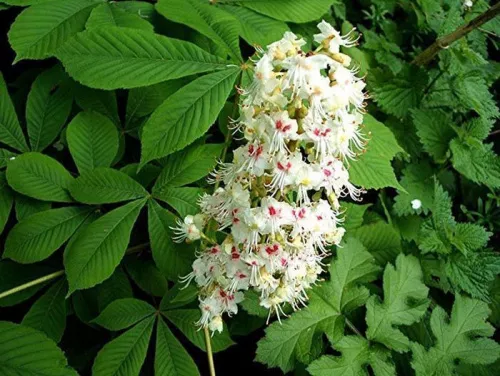 Каштан конский / Aesculus hippocastanum