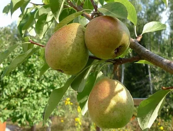 Груша Нерусса (Осенняя)