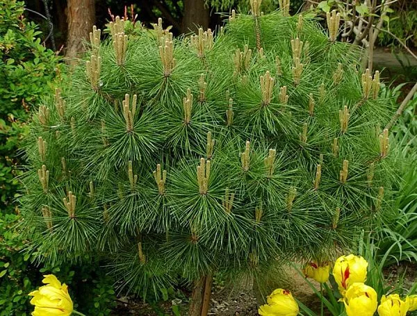 Сосна черная Brepo (Брепо)