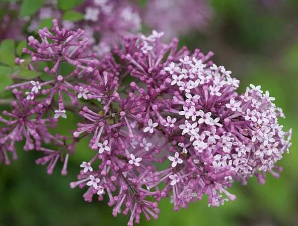 Сирень бумеранг Dark Purple