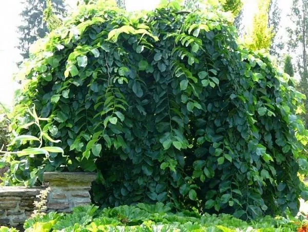 Вяз шершавый "Pendula" (Пендула)