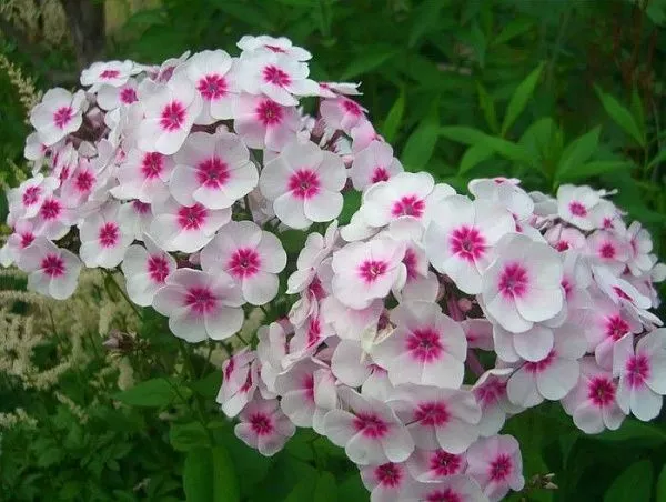 Флокс метельчатый "Swizzle" (Свизл)