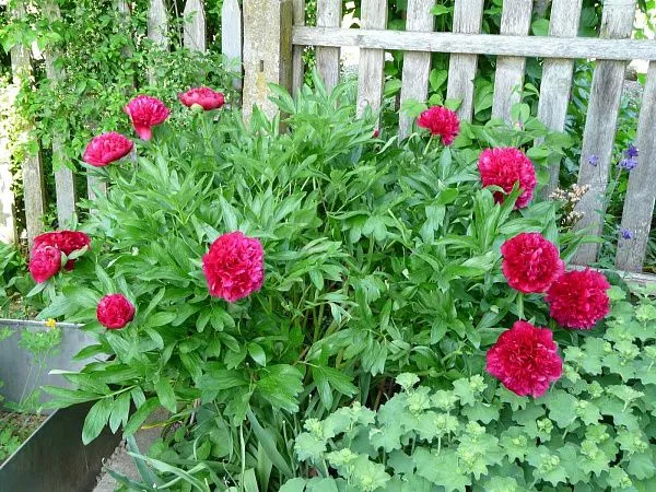 ПИОН МОЛОЧНОЦВЕТКОВЫЙ RUBRA PLENA (РУБРА ПЛЕНА) саженцы