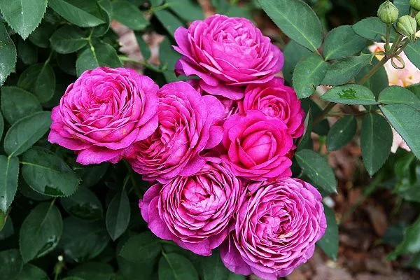 Роза миниатюрная Heidi Klum Rose (Хайди Клум Роуз)