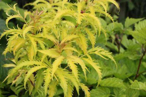 Бузина красная "Plumosa Aurea" (Плюмоса Ауреа)