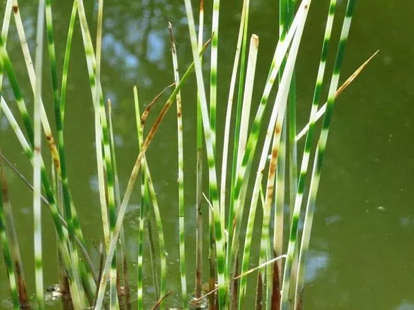 Камыш пестрый Zebrinus фото