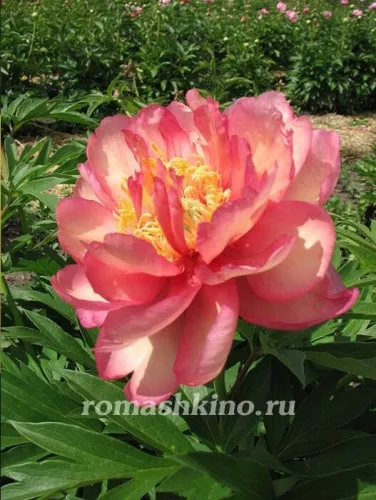 Пион гибридный "Julia Rose" (Джулия Роуз)
