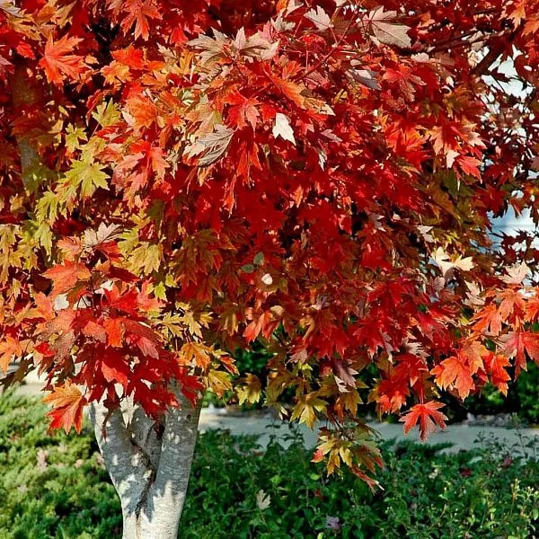 Клен фримана Autumn Blaze (Отом Блейз) фото