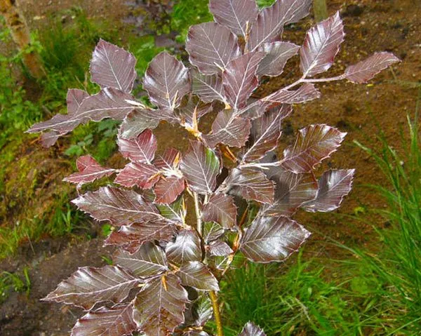 Бук Лесной Atropurpurea (Атропурпурея)
