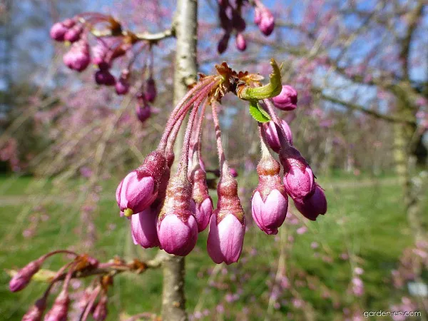 Вишня короткощетинистая «Pendula Plena Rosea» весной