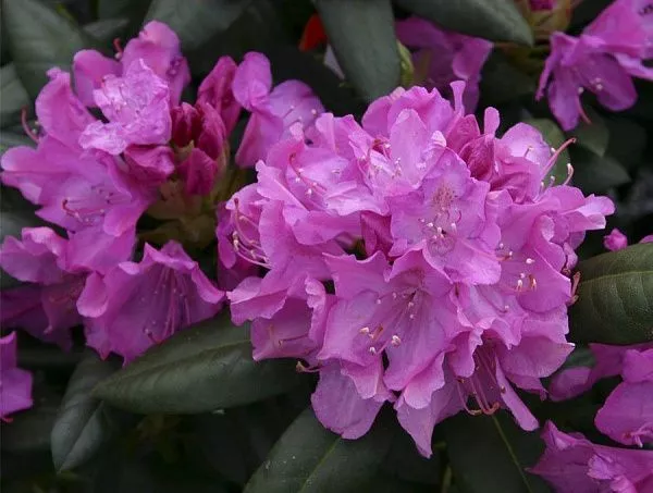 Рододендрон гибридный "Roseum Elegans" (Розеум Элеганс)