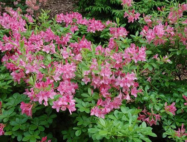 Азалия гибридная "Pink Mimosa" (Пинк Мимоза)