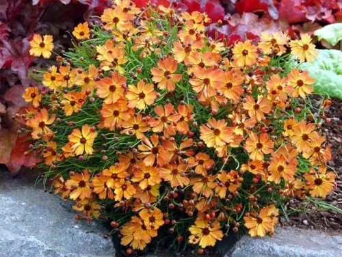 Кореопсис мутовчатый "Mango Punch" (Манго Пунш)