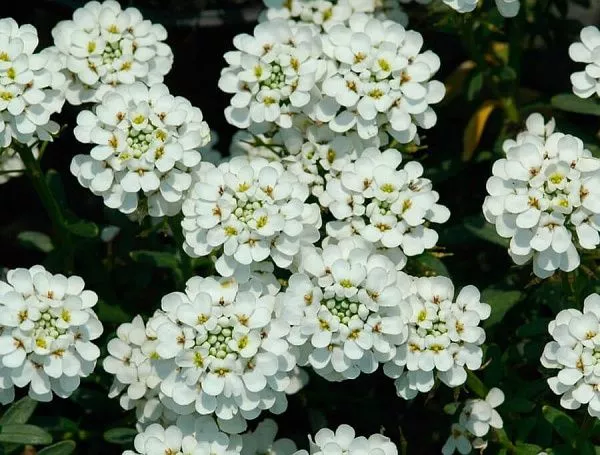 Иберис вечнозеленый Snowflake (Сноуфлэйк) фото