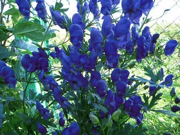 Аконит вьющийся синий / Aconitum volubile