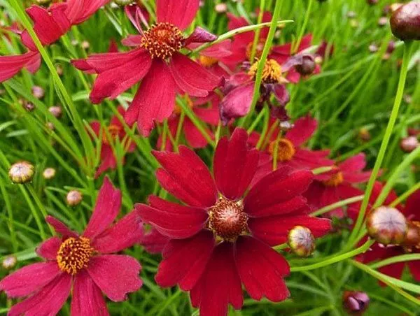 Кореопсис мутовчатый "Ruby Red" (Руби Ред)
