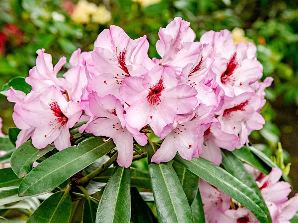 Rhododendron-Hybride-Danuta-TG-02