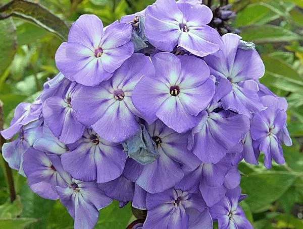 Флокс метельчатый "Blue Boy" (Блю бой)