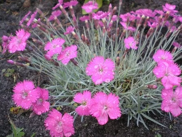 Гвоздика альпийская