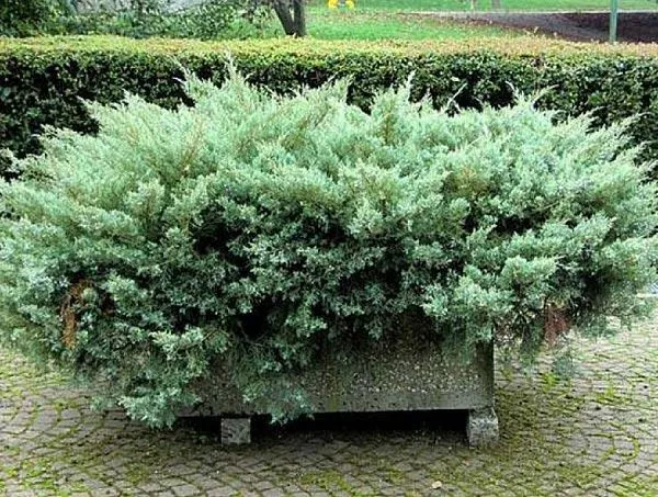 Можжевельник средний "Pfitzeriana Glauca" (Пфитцериана Глаука)