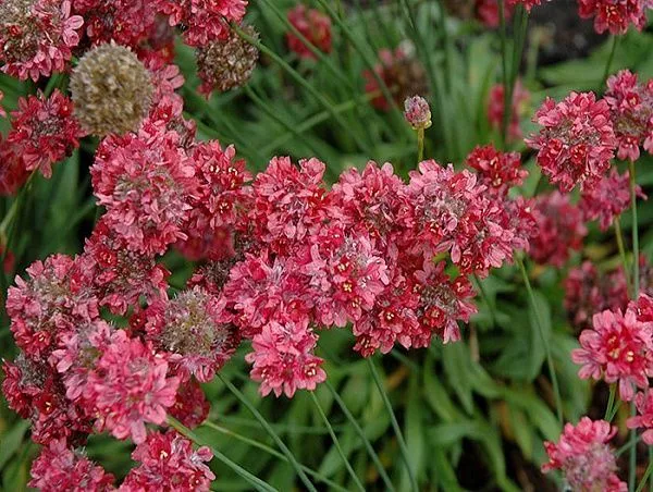 Армерия приморская "Ballerina Red" (Балерина Рэд)