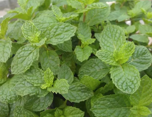 Мята "Japanische Mojito Minze" (Джапаниш Мохито Минц)