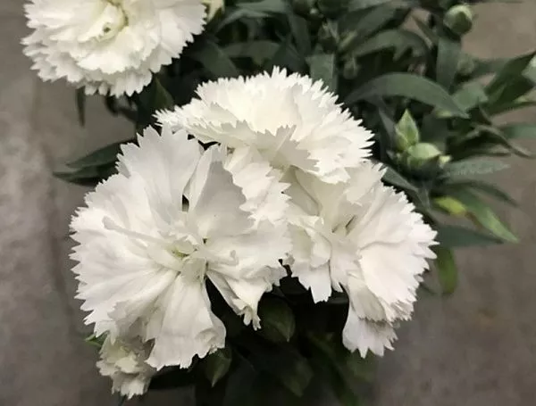 Гвоздика перистая Angel of Purity (Энжел оф пьюрити) купить