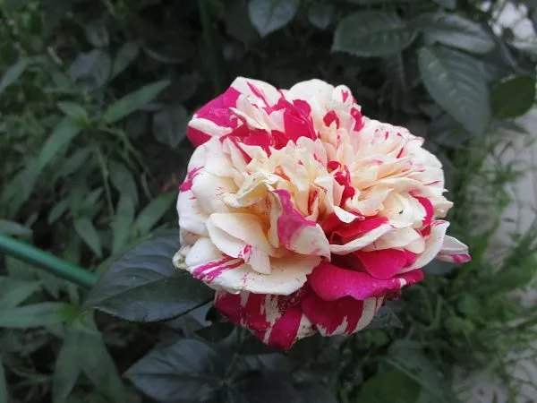 Роза плетистая Vanille Fraise (Ванилла Фрайз)