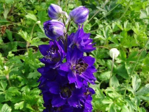 Дельфиниум высокий "Magic Fountains Dark Blue Dark Bee" (Мэджик Фонтейнс Дарк Блю Дарк Би)