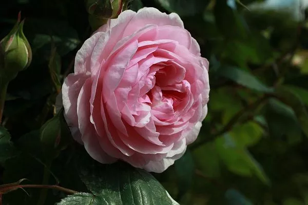 Роза парковая "Rose Olivia Rose Austin" (Оливия Роуз Остин)