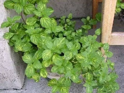 Мята гибридная "Gringer Mint" (Джинджер Минт)