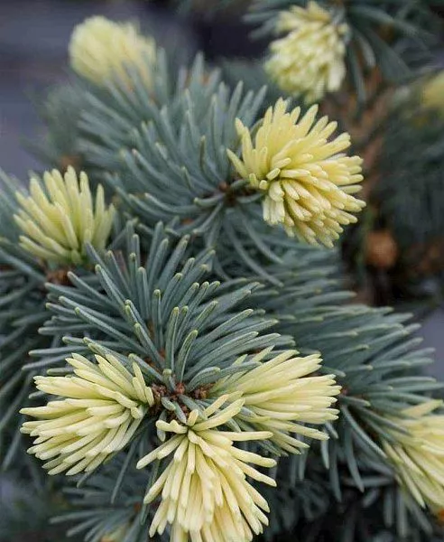 Ель колючая "FruhlingGold" (Фрюлингсголд)