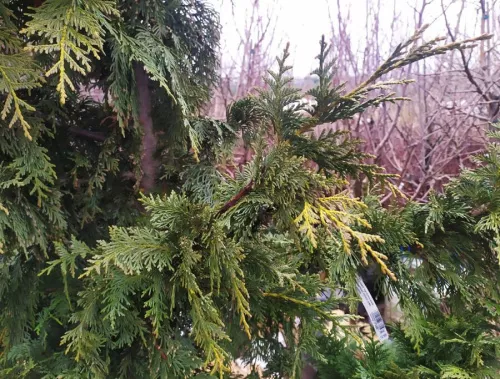 Кипарисовик нутканский "Lutea" (Лютеа)