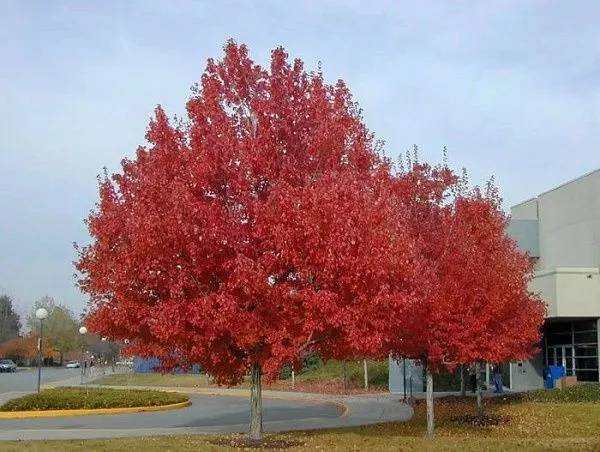 Клен красный / Acer rubrum