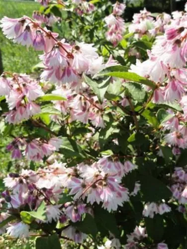 Дейция шершавая "Codsall Pink" (Кодсалл Пинк)