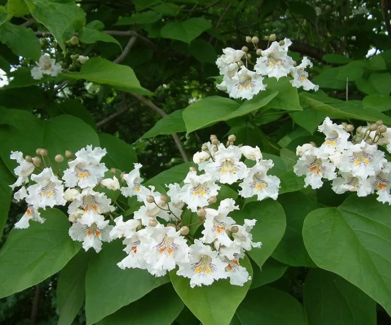 Катальпа