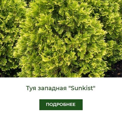 tuya-zapadnaya-sunkist