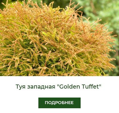 tuya-zapadnaya-golden-tuffet